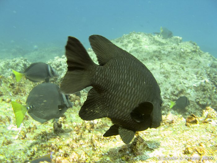 Chromis intercrusma, North Seymour