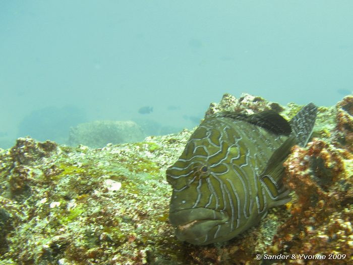 Cirrhitus rivulatus, North Seymour