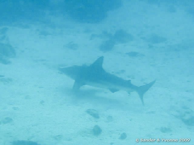 Carcharhinus galapagensis, Mosquera