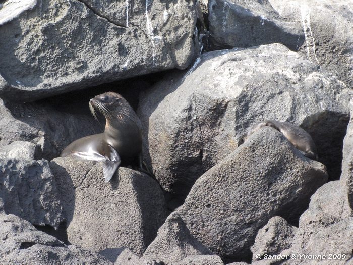 Arctocephalus galapagoensis, North Seymour