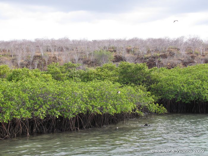 Santa Cruz eiland