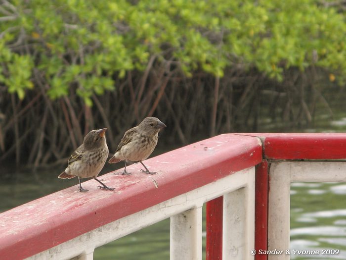 Geospiza fortis, Santa Cruz eiland