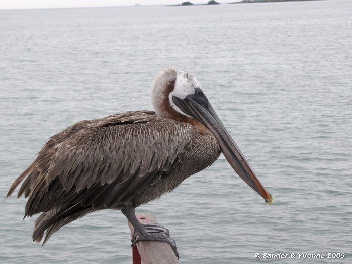 Pelecanus occidentalis, Santa Cruz eiland