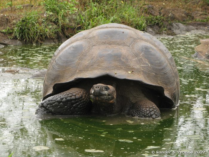 Geochelone nigra porteri, hoogland, Santa Cruz eiland