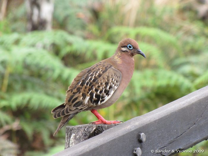Zenaida galapagoensis, hoogland, Santa Cruz eiland