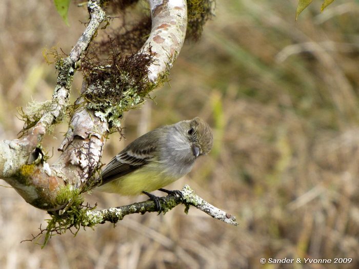 Myiarchus magnirostris, hoogland, Santa Cruz eiland