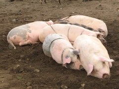 Varkens op de veemarkt