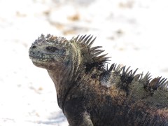 Zeeleguaan