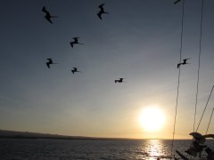 Fregatvogels