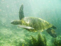 Zeeschildpad