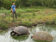 Schildpadden