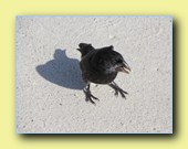 [Click to enlarge image]