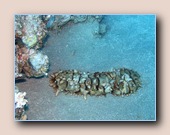 [Click to enlarge image]