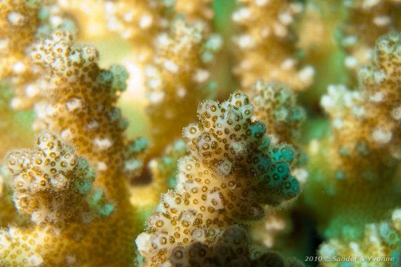 Raspberry coral (Pocillopora damicornis)