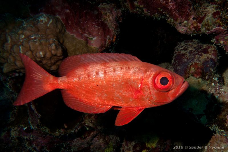 Common bigeye (Priacanthus hamrur)
