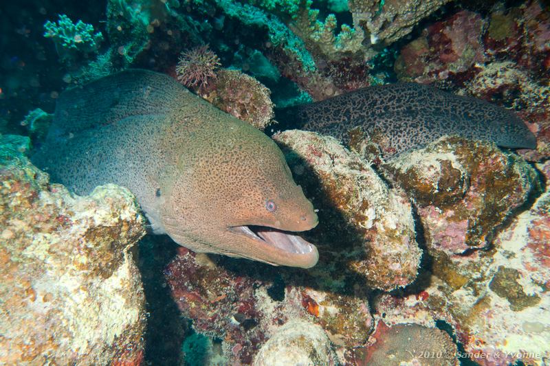Giant moray (Gymnothorax javanicus)