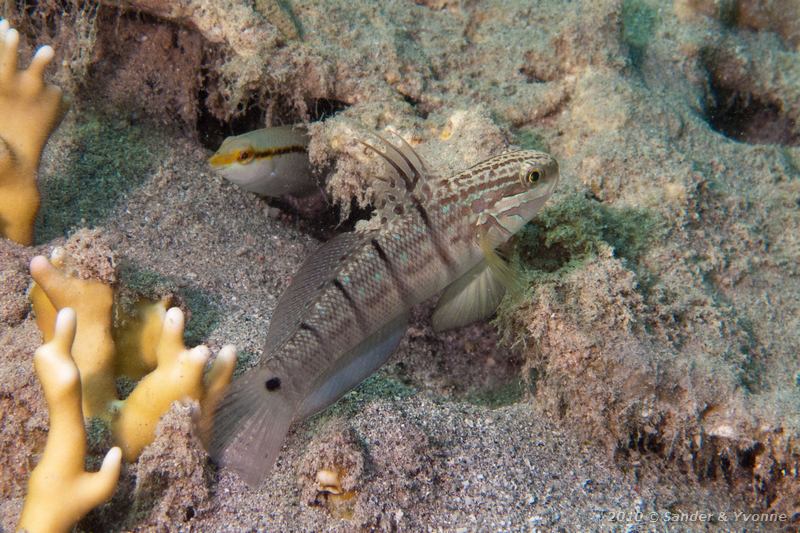 Butterfly goby (Amblygobius albimaculatus)