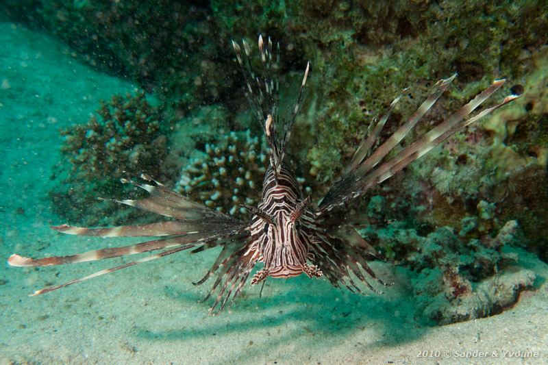 Common lionfish (Pterois volitans)