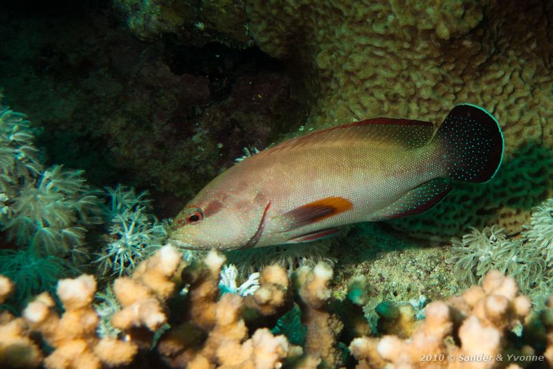Halfspotted grouper (Cephalopholis hemistiktos)