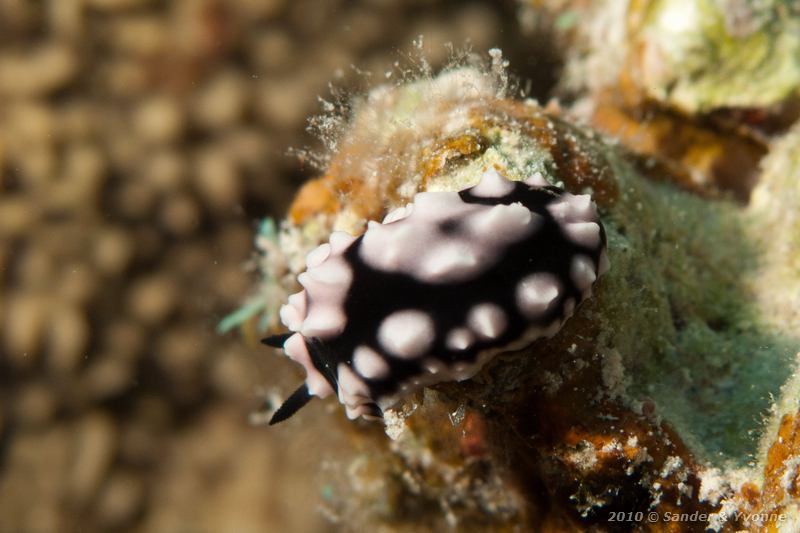 Phyllidia (Phyllidia spp.)