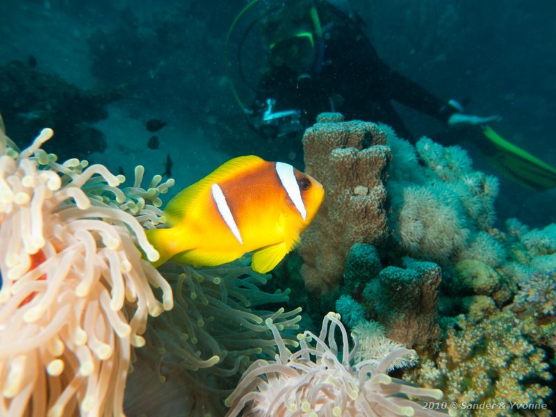 Red sea anemonefish (Amphiprion bicinctus) with Yvonne
