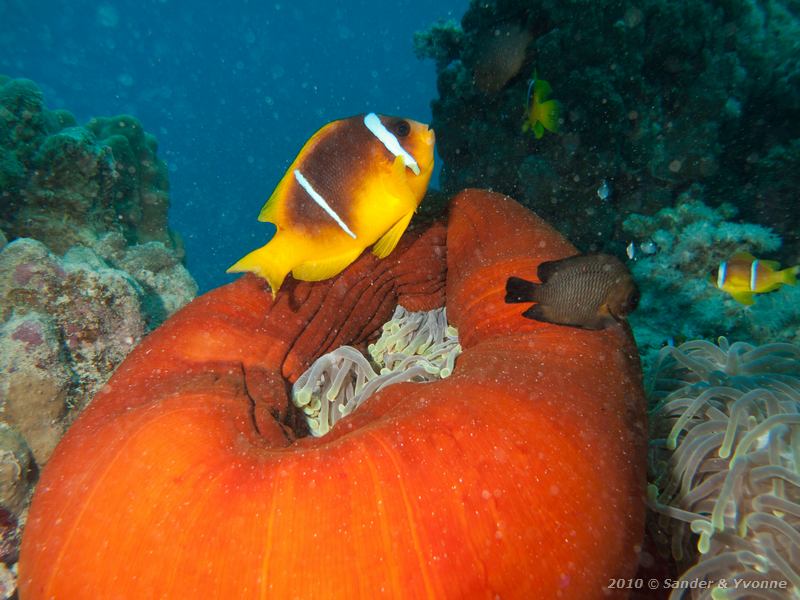 Red sea anemonefish (Amphiprion bicinctus) with threespot dascyllus (Dascyllus trimaculatus)