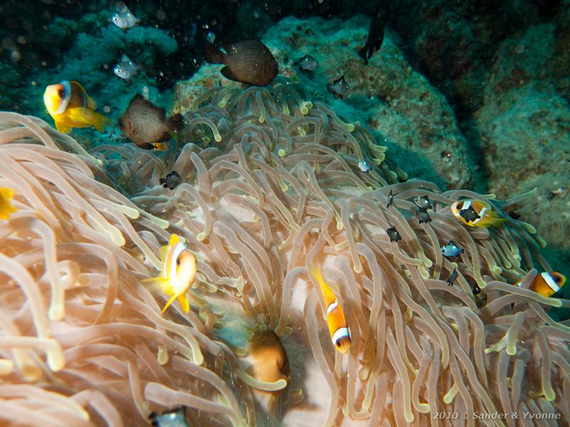 Red sea anemonefish (Amphiprion bicinctus) with threespot dascyllus (Dascyllus trimaculatus)