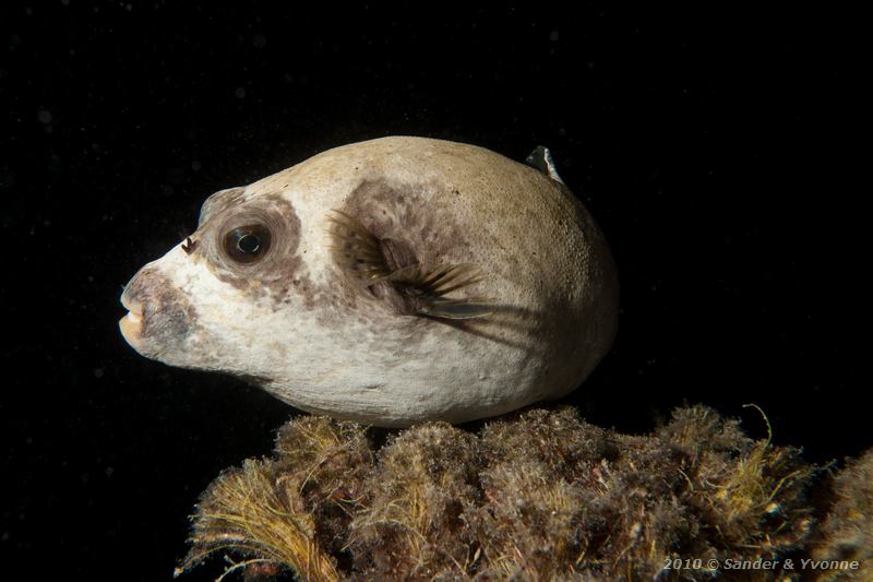 Masked puffer (Arothron diadematus)