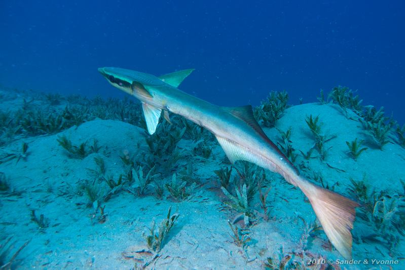 Striped remora (Echeneis naucrates)