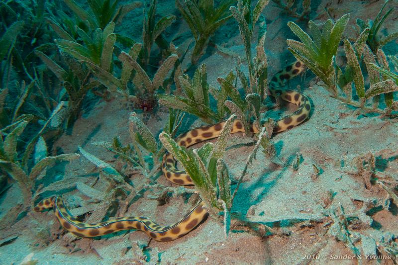 Spotted snake eel (Myrichthys maculosus)