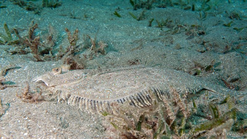 Leopard flounder (Bothus pantherinus)