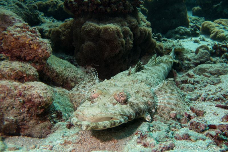 Carpet flathead (Papilloculiceps longiceps)