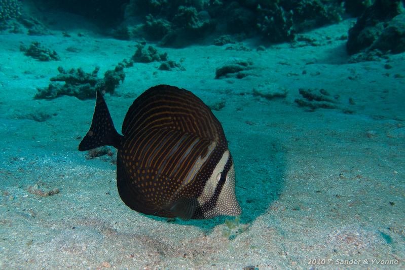 Sailfin tang (Zebrasoma desjardinii)