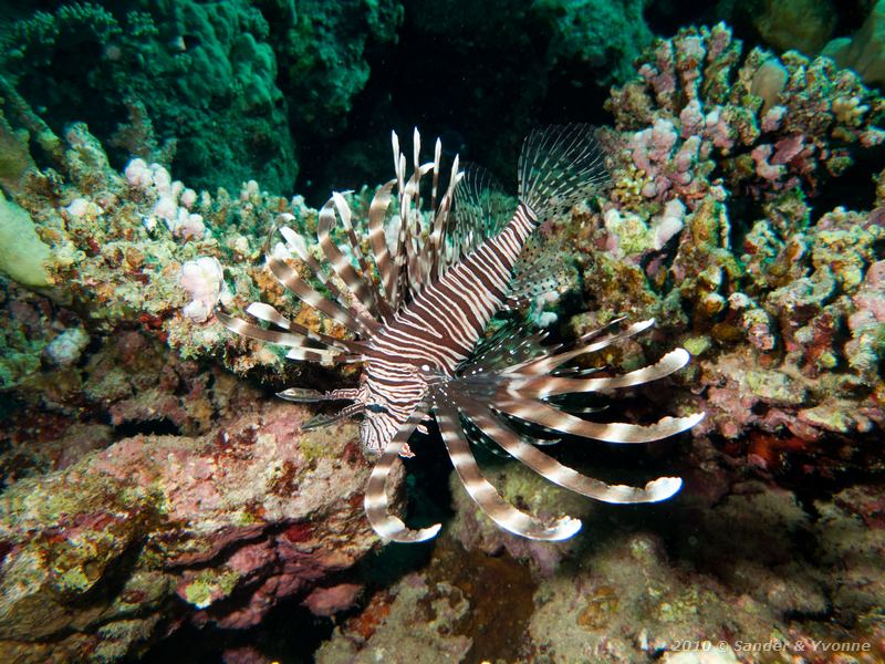 Common lionfish (Pterois volitans)