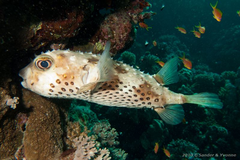 Yellowspotted burrfish (Cyclichthys spilostylus)