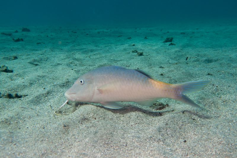 Yellowsaddle goatfish (Parupeneus cyclostomus)