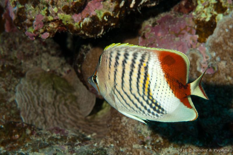 Redback butterflyfish (Chaetodon paucifasciatus)
