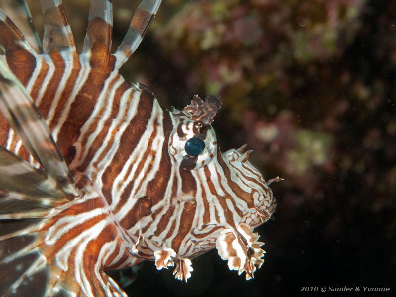 Common lionfish (Pterois volitans)