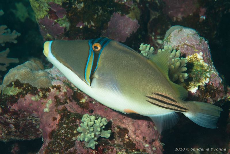 Arabian Picasso Triggerfish (Rhinecanthus assasi)