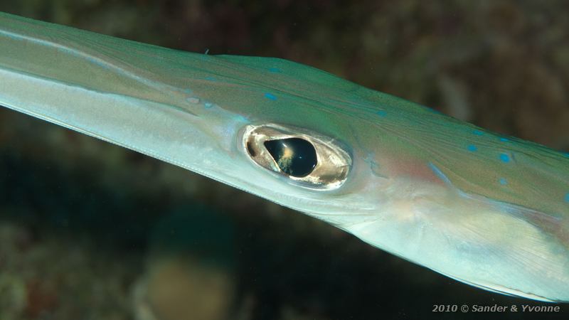 Cornetfish (Fistularia commersonii)