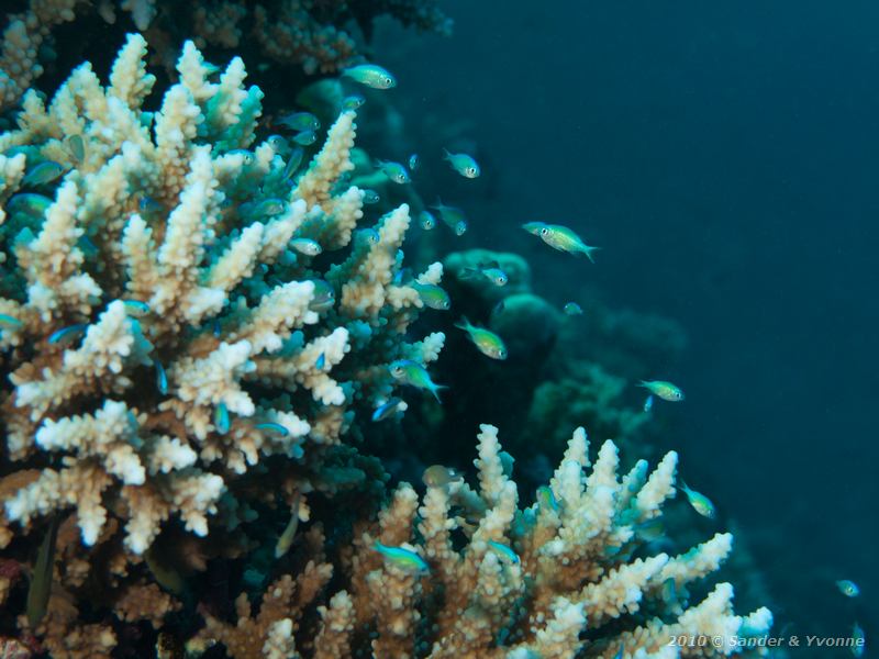 Bluegreen puller (Chromis viridis)