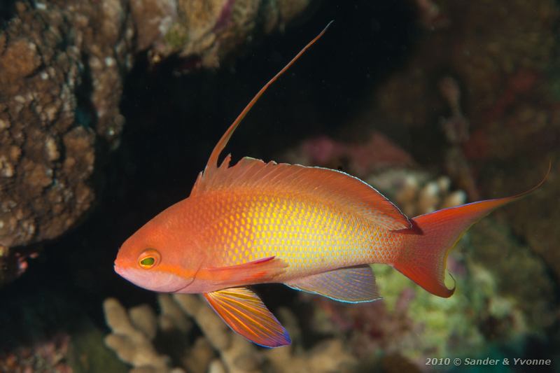 Jewel fairy basslet (Pseudanthias squamipinnis)