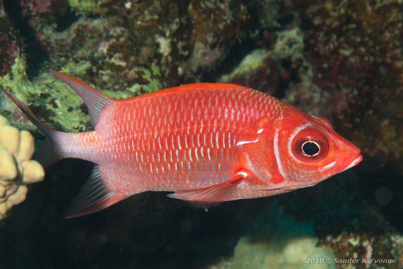Sabre squirrelfish (Sargocentron spiniferum)