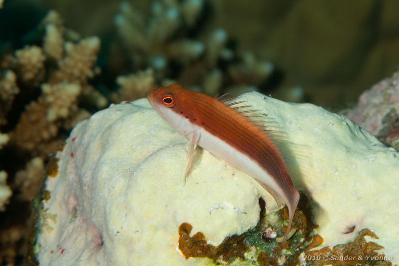 Freckled hawkfish (Paracirrhites forsteri)
