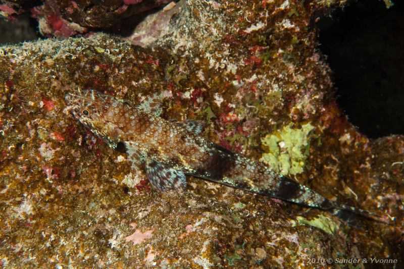 Reef lizardfish (Synodus variegatus)