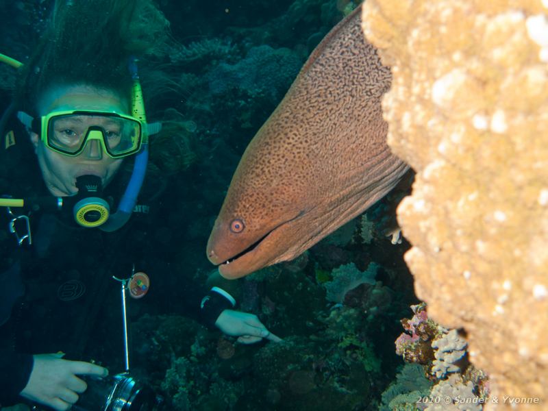 Giant moray (Gymnothorax javanicus) with Yvonne