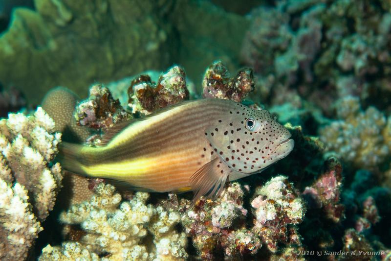 Freckled hawkfish (Paracirrhites forsteri)