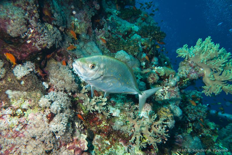 Orange-spotted trevally (Carangoides bajad)