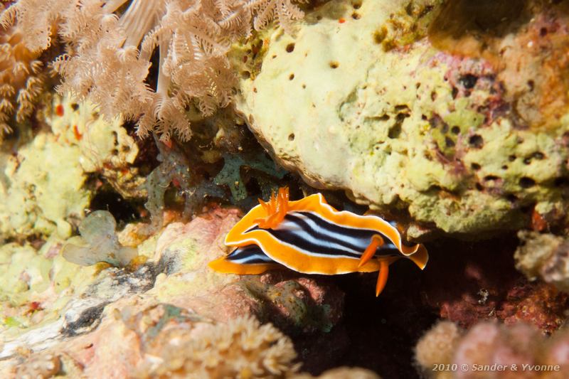 Four colour nudibranch (Chromodoris quadricolor)