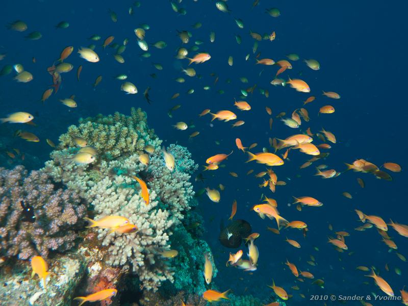 Mostly jewel fairy basslets (Pseudanthias squamipinnis)